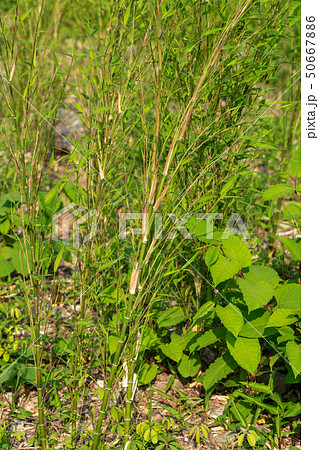 若竹　5月 50667886