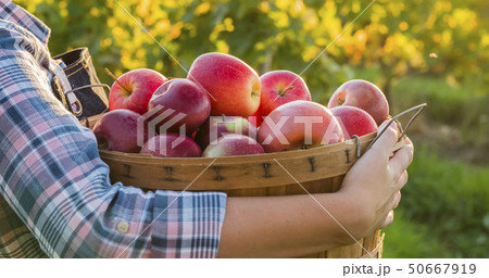 A farmer holds a basket with red apples. Organic farm A farmer holds a basket with red apples. Organic farm 50667919