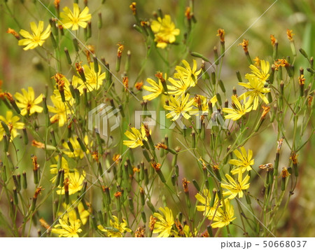 ニガナの花 ニガナの花 50668037
