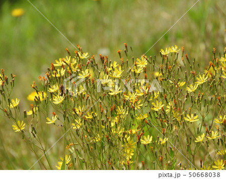 ニガナの花 50668038