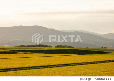 黄金色に染まる秋の田んぼ 黄金色に染まる秋の田んぼ 50668333