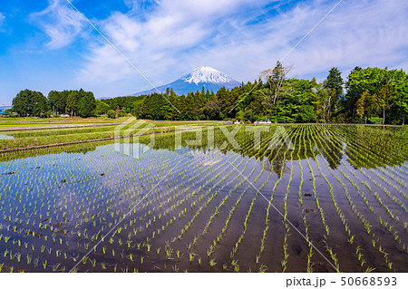（静岡県）田植えの済んだ棚田と富士山 50668593
