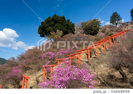 京都府宮津市獅子崎稲荷神社とみつばつつじを撮影したもの 京都府宮津市獅子崎稲荷神社とみつばつつじを撮影したもの 50668699