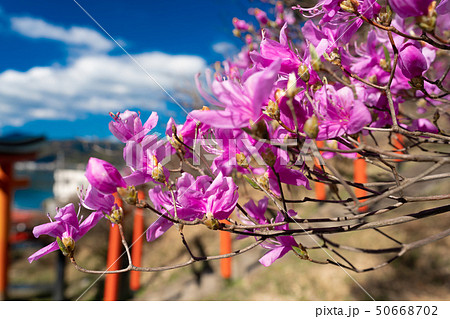 京都府宮津市獅子崎稲荷神社とみつばつつじを撮影したもの 50668702