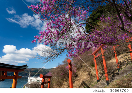 京都府宮津市獅子崎稲荷神社とみつばつつじを撮影したもの 京都府宮津市獅子崎稲荷神社とみつばつつじを撮影したもの 50668709