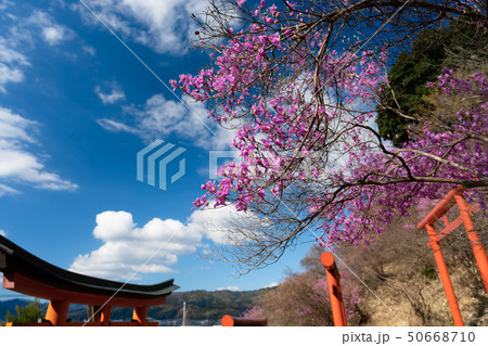 京都府宮津市獅子崎稲荷神社とみつばつつじを撮影したもの 50668710