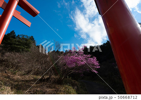 京都府宮津市獅子崎稲荷神社とみつばつつじを撮影したもの 京都府宮津市獅子崎稲荷神社とみつばつつじを撮影したもの 50668712