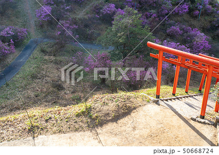 京都府宮津市獅子崎稲荷神社とみつばつつじを撮影したもの 京都府宮津市獅子崎稲荷神社とみつばつつじを撮影したもの 50668724
