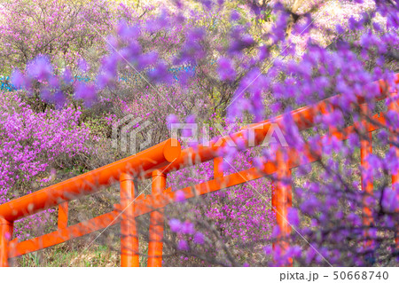 京都府宮津市獅子崎稲荷神社とみつばつつじを撮影したもの 50668740