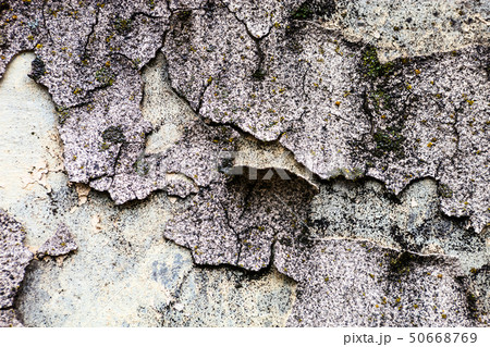 The wall texture with moss and cracked plaster and 50668769