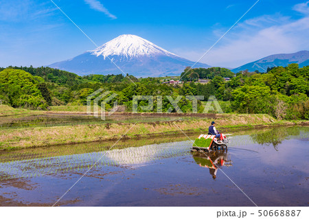 （静岡県）棚田の田植え　富士山 50668887