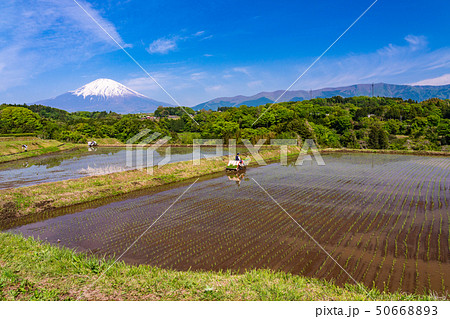 （静岡県）棚田の田植え　富士山 50668893