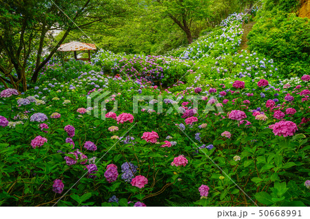 あじさい　下田 50668991