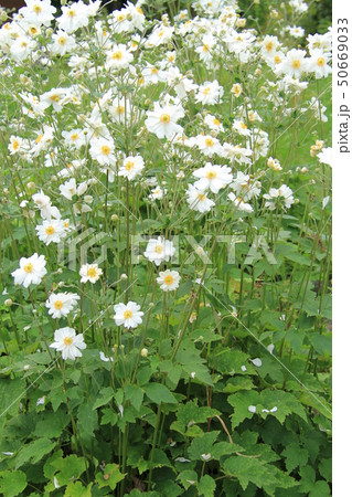 秋の花、たくさん咲く白いシュウメイ菊 秋の花、たくさん咲く白いシュウメイ菊 50669033