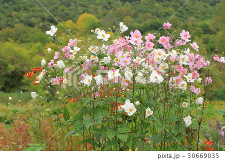 秋の山肌をバックに咲くシュウメイギク、自然風景 秋の山肌をバックに咲くシュウメイギク、自然風景 50669035