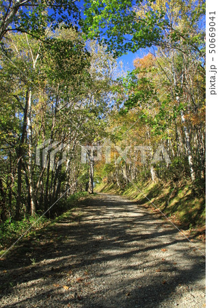 秋、黄葉、北海道の林道 50669041