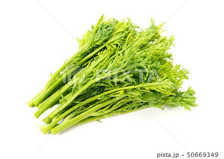 わさび菜 わさび菜 50669349