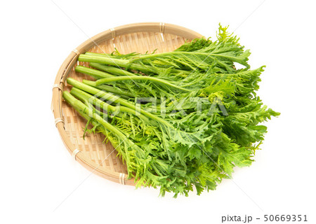 わさび菜 わさび菜 50669351
