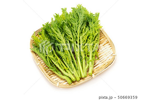わさび菜 わさび菜 50669359