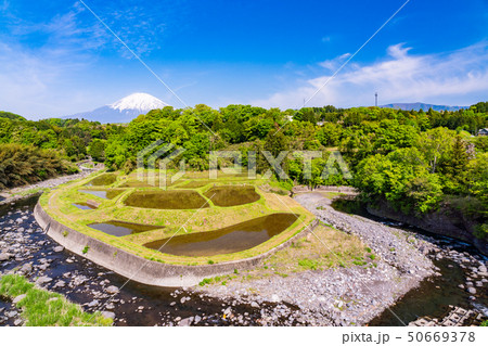 （静岡県）竹之下の棚田と富士山 50669378