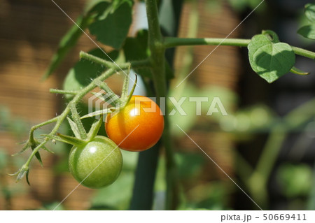 トマト 50669411