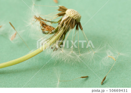 タンポポの種 50669431