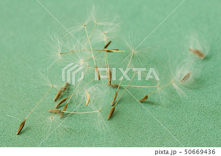 タンポポの種 50669436
