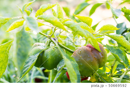 Growing the bell peppers (capsicum) Growing the bell peppers (capsicum) 50669592