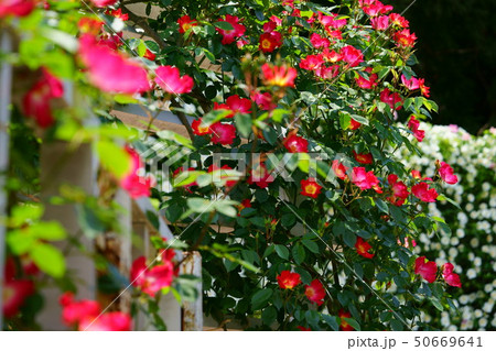 可愛い薔薇・カクテル4 可愛い薔薇・カクテル4 50669641
