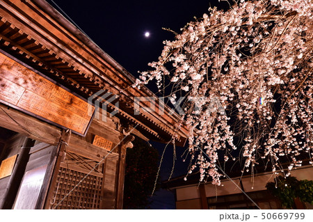 粟野地蔵尊の桜 50669799