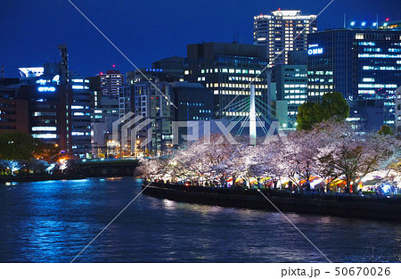 大川沿いの桜並木の夜景 大阪府大阪市 大川沿いの桜並木の夜景 大阪府大阪市 50670026