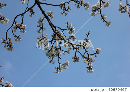 山桜 *** さくら サクラ SAKURA *** 山桜 *** さくら サクラ SAKURA *** 50670467