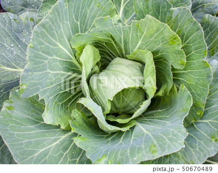 Fresh cabbage head. Close-up. 50670489