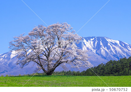小岩井農場　一本桜 50670752