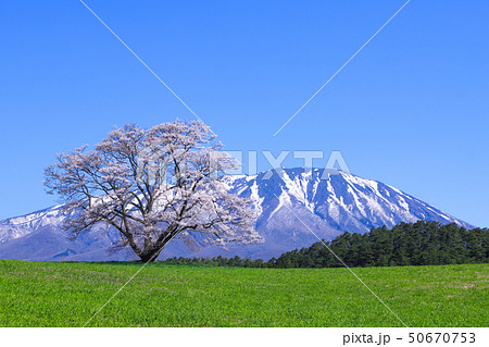 小岩井農場　一本桜 50670753