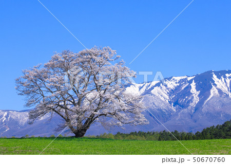 小岩井農場 一本桜 小岩井農場 一本桜 50670760