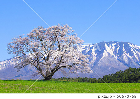 小岩井農場　一本桜 50670768