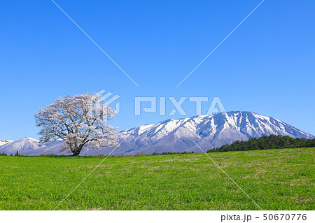 小岩井農場 一本桜 小岩井農場 一本桜 50670776