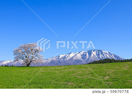 小岩井農場 一本桜 小岩井農場 一本桜 50670778