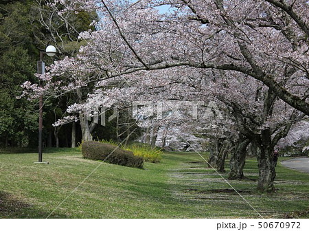 桜 *** さくら サクラ SAKURA *** 桜 *** さくら サクラ SAKURA *** 50670972