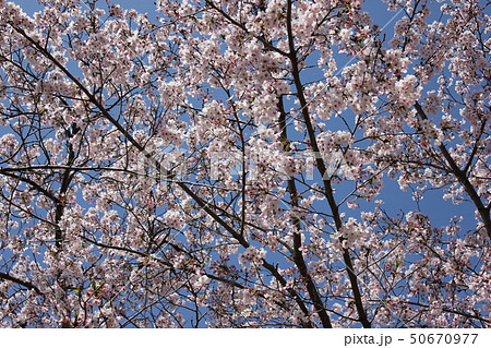桜　＊＊＊　さくら　サクラ　SAKURA　＊＊＊ 50670977