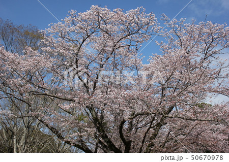 桜　＊＊＊　さくら　サクラ　SAKURA　＊＊＊ 50670978