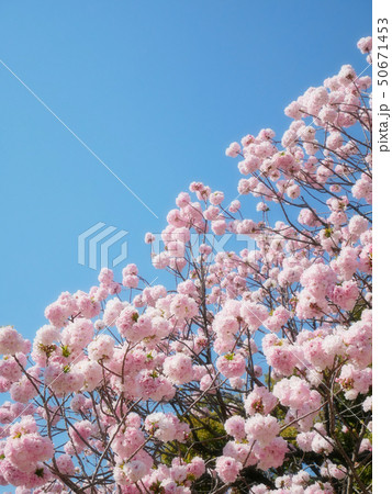 満開の八重桜 50671453