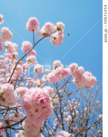 満開の八重桜とミツバチ 50671454