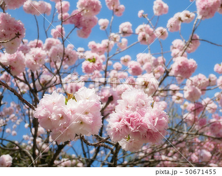 満開の八重桜 50671455