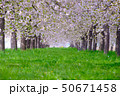 千曲川堤防の桜堤 50671458