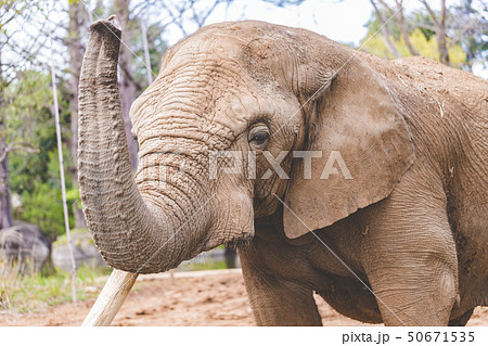 アフリカゾウ アフリカゾウ 50671535
