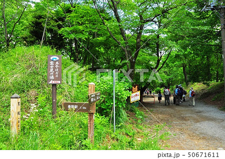 秦野市 弘法山公園ハイキングコース 馬場道の新緑とハイカー 秦野市 弘法山公園ハイキングコース 馬場道の新緑とハイカー 50671611