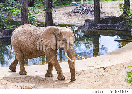 アフリカゾウ 50671633