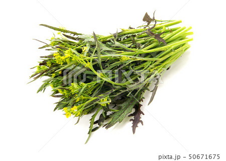 赤からし菜 50671675